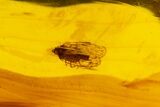Fossil Amber With Insect Inclusion ( g) - Mexico #104249-1